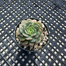 Load image into Gallery viewer, Echeveria ‘Sugar Baby’