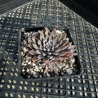 Graptopetalum rusbyi aka (San Francisco River Leather Petal)