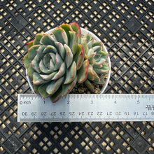 Load image into Gallery viewer, Echeveria ‘Lime Pink’