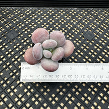 Load image into Gallery viewer, Pachyphytum Oviferum cv. Mombuin