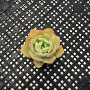 Echeveria ‘Lemon Tree’