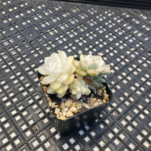 Echeveria Agavoides ‘Tinkerbell’ variegated