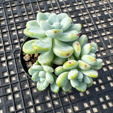 Load image into Gallery viewer, Sedum Clavatum
