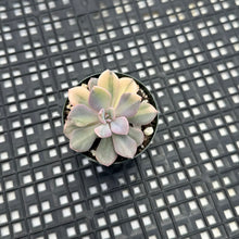 Load image into Gallery viewer, Graptoveria ‘Debbie’ Variegated