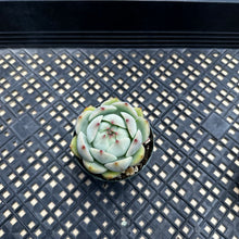 Load image into Gallery viewer, Echeveria ‘Prism’