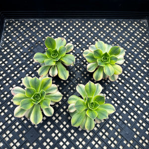 Aeonium ‘Starburst’