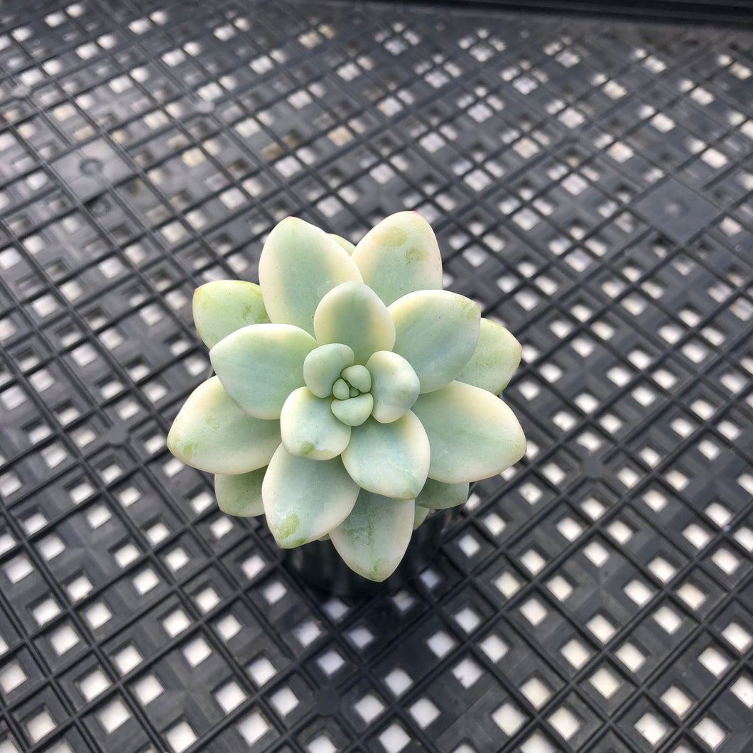 Sedum clavatum variegated