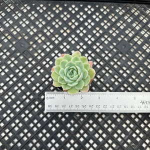 Echeveria Jeong-wol