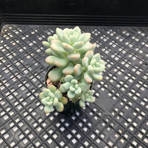 Sedum ‘Caviar’ Graptosedum ‘Caviar’