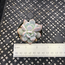 Load image into Gallery viewer, Echeveria ‘Orange Monroe’