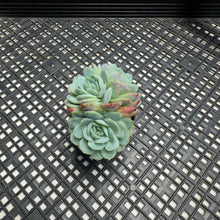 Load image into Gallery viewer, Echeveria ‘Raspberry Ice’