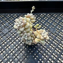 Load image into Gallery viewer, Graptopetalum mendozae