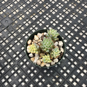 Gratopetalum Pachphyllum Variegated ‘Blue Beans’