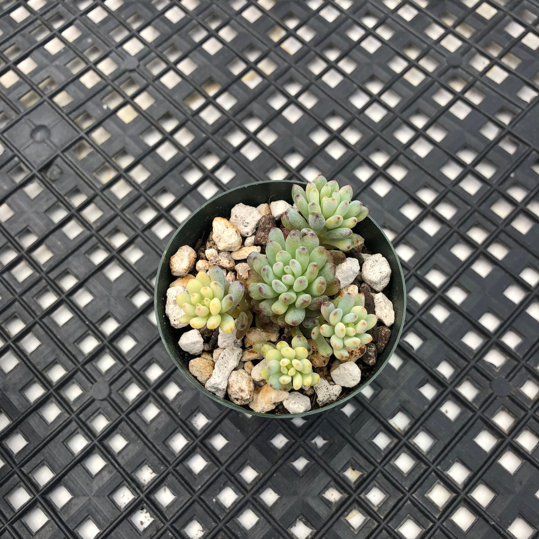 Gratopetalum Pachphyllum Variegated ‘Blue Beans’