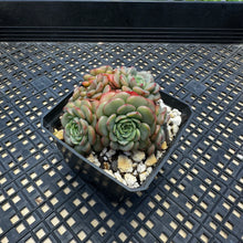 Load image into Gallery viewer, Echeveria ‘Sugar Baby’