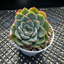 Load image into Gallery viewer, Echeveria ‘Lime Pink’