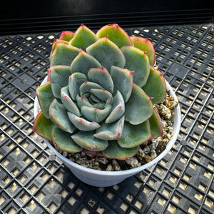 Echeveria ‘Lime Pink’