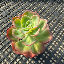 Load image into Gallery viewer, Echeveria 'Bicolor'
