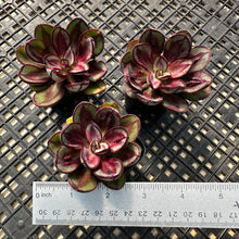 Load image into Gallery viewer, Echeveria nodulosa ‘Benitsukasa’