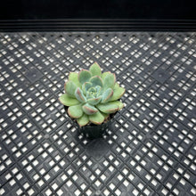 Load image into Gallery viewer, Echeveria ‘Chubby Lips’