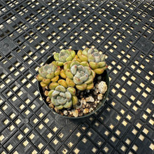Load image into Gallery viewer, Echeveria Agavoides ‘Tinkerbell’