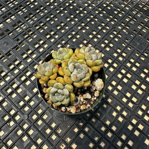 Echeveria Agavoides ‘Tinkerbell’