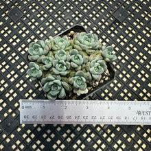 Load image into Gallery viewer, Echeveria Agavoides ‘Tinkerbell’