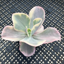 Load image into Gallery viewer, Echeveria ‘Chantilli’ Variegated