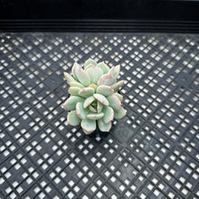 Load image into Gallery viewer, Graptoveria ‘A Grimm One’
