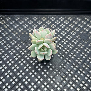Graptoveria ‘A Grimm One’