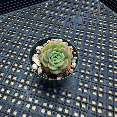 Echeveria ‘Sugar Baby’