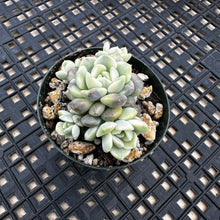 Load image into Gallery viewer, Echeveria Agavoides ‘Tinkerbell’ Variegated