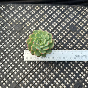 Echeveria ‘Red Top’