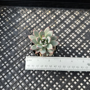 Echeveria ‘Yeomiwol’