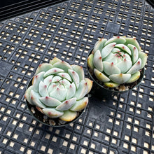 Load image into Gallery viewer, Echeveria ‘Prism’