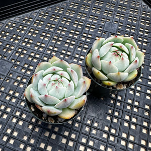 Echeveria ‘Prism’