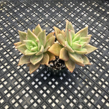 Load image into Gallery viewer, Echeveria agavoides ‘Citrina’