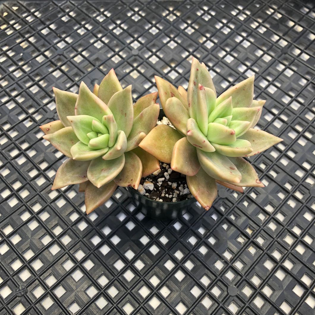 Echeveria agavoides ‘Citrina’