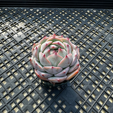 Echeveria ‘Prism’