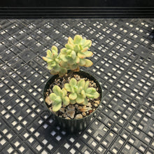 Load image into Gallery viewer, Echeveria macdougallii variegated  aka “sedoides“