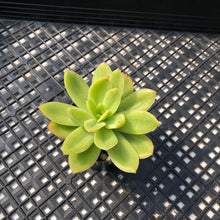 Load image into Gallery viewer, Echeveria ‘Gold Line’