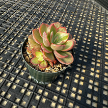 Load image into Gallery viewer, Echeveria ‘Rose Rock’ Variegated