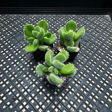 Cotyledon tomentosa  'Bear's Paw'