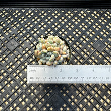 Load image into Gallery viewer, Echeveria amoena microcalyx