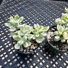 Load image into Gallery viewer, Echeveria macdougallii variegated  aka “sedoides“