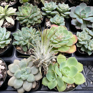 #GMF-91-5  Great selection of Chubby Leafs. Echeveria, Graptopetalum