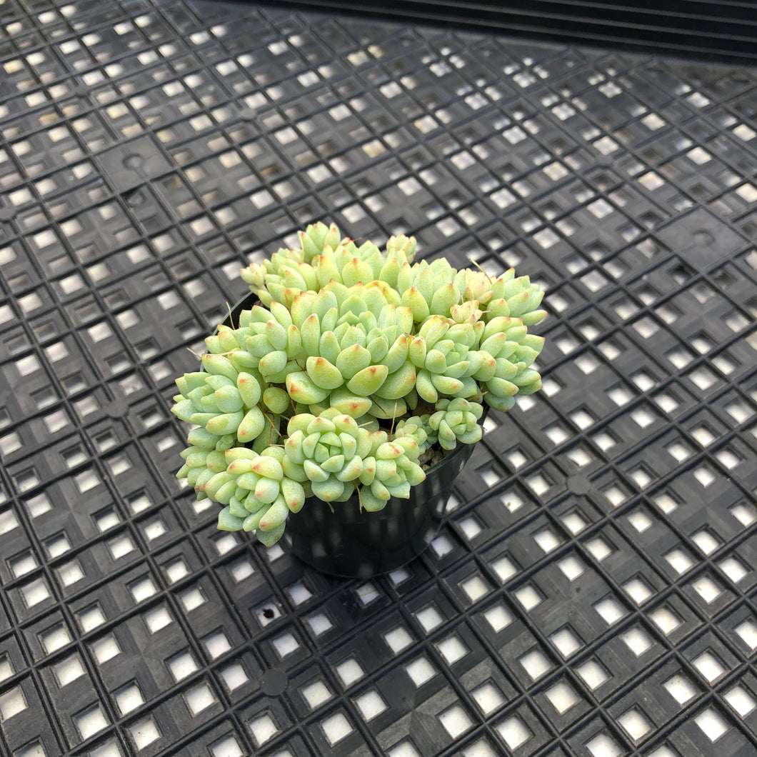 Sedum perezdelarosae