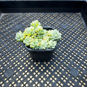 Sedum perezdelarosae