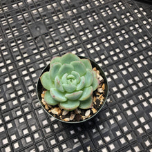 Load image into Gallery viewer, Echeveria ‘Rosado’ (로사도).