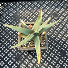 Load image into Gallery viewer, Aloe suprafoliata “Mustache Aloe” Variegated